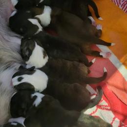 Cardigan Welsh Corgi puppies from Brechdan Cardigan Welsh Corgis