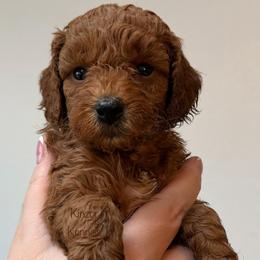 Rain - Red  female Goldendoodle puppy in De Pere, Wisconsin from Kinzor Kennels