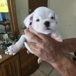 Bulldog puppies from Chazzerdog Bulldogs
