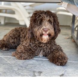Dilly - Australian Labradoodle