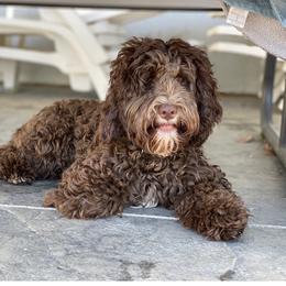 Dilly - Australian Labradoodle