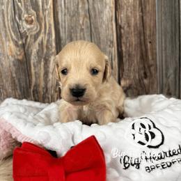 Havoc - Cream male Companion Cross puppy in Utah County, Utah from Big Hearted Breeders