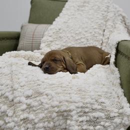 Yellow Girl - Red female Redbone Coonhound puppy in Shreveport, Louisiana from BAFERD Kennels
