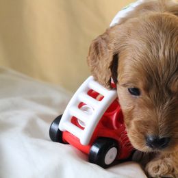 Bernedoodle, Goldendoodle, and Poodle Puppies from Raintree Standard Poodles & Mini Doodles