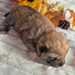 Chase - Sesame male Shiba Inu puppy in Columbus Junction, Iowa from Liz's Shiba Inu
