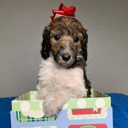 Poodle Puppies from L&K’s Standard Poodles
