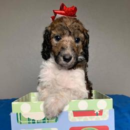 Poodle Puppies from L&K’s Standard Poodles