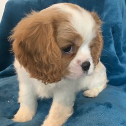 Cavalier King Charles Spaniel Puppies from Central Valley Cavaliers