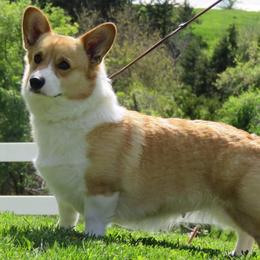 Spanky  - Pembroke Welsh Corgi