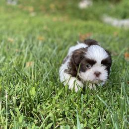 Shih Tzu Puppies from Dempsey’s Darlings