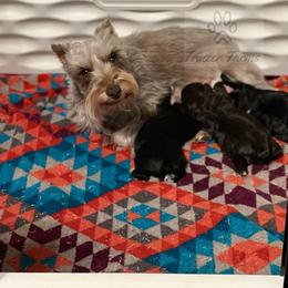 Miniature Schnauzer Puppies from Fraizer Farms