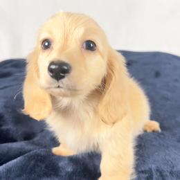 Wafer - Cream male Dachshund puppy in Sacramento, California from MiniDoxPups