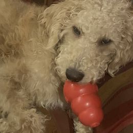 Blue - Light golden Double Doodle puppy in Kent, Washington from Riverside Doodles - Seattle (A+ genetics)