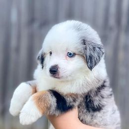 Miniature Australian Shepherds and Toy Australian Shepherds from Sand Creek Toy and Mini aussies