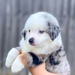 Miniature Australian Shepherds and Toy Australian Shepherds from Sand Creek Toy and Mini aussies