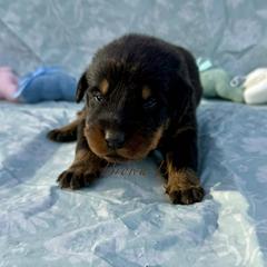 Brown - Black and rust male Beauceron puppy in Floyd’s Knobs, Indiana from Birdwing Beaucerons