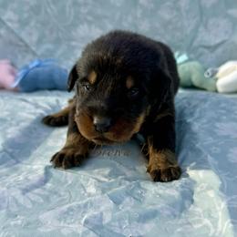 Brown - Black and rust male Beauceron puppy in Floyd’s Knobs, Indiana from Birdwing Beaucerons