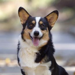 Bravo - Pembroke Welsh Corgi