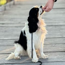 Brooks - Cavalier King Charles Spaniel