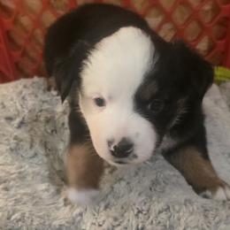 Diana - Black tri female Miniature Australian Shepherd puppy in Sound Beach, New York from Awesome Aussies