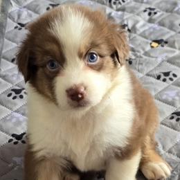 Latte - Red tri-color female Australian Shepherd puppy in Albion, Michigan from Northern Lights Aussies (NL Aussies)