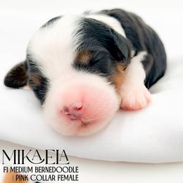 Mikaela - Tri-color female Bernedoodle puppy in Tipton, Indiana from Country Creek Doodles