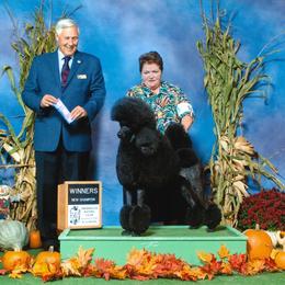 Poodles from V & E Standard Poodles