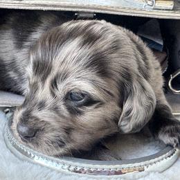 Indigo - Dapple male Dachshund puppy in Bentonville, Arkansas from Boujee Buns Dachshunds