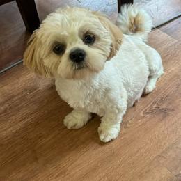London - Shih Tzu