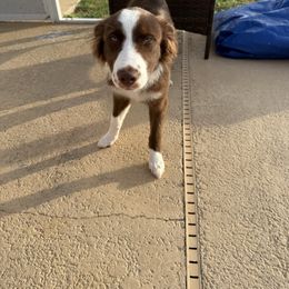 Esther (Red) - Red & white female Australian Shepherd puppy in Sun City Center, Florida from Loyal Liberty Aussies
