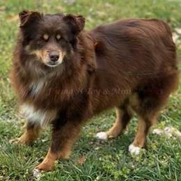 Miniature American Shepherd puppies from Flying H Toy and Mini Aussies