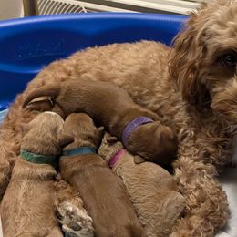 Cockapoos from Emily's Cockapoos