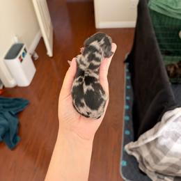 Oogie boogie - Dapple male Dachshund puppy in Murrieta, California from Dash of Love