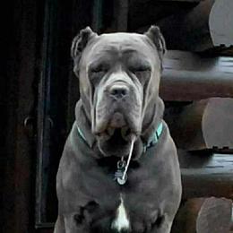 Bruno - Cane Corso