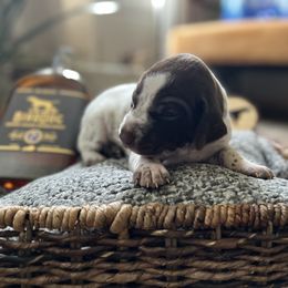 German Shorthaired Pointer Puppies from Bequest German Shorthaired Pointers