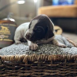 German Shorthaired Pointer Puppies from Bequest German Shorthaired Pointers