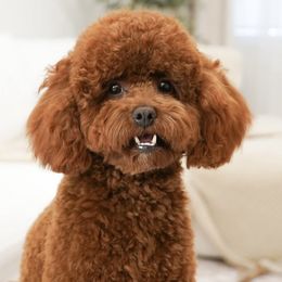 Mickey - Poodle