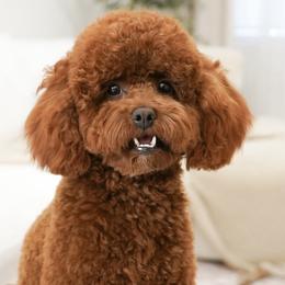Mickey - Poodle