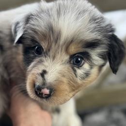 Boy 2: Cairo - Blue merle male Australian Shepherd puppy in Volant, Pennsylvania from Addie's Aussies