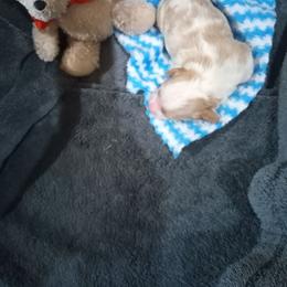 Milo - Tan and white male Cavachon puppy in Millersburg, Ohio from My Furry Friends