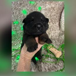 Grey collar - Black and tan female German Shepherd puppy in Canterbury, Connecticut from Nachtwaechter German Shepherds, LLC