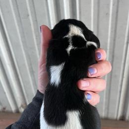 Boy 1 - Marnies litter - Black brown and white male Basset Hound puppy in Noblesville, Indiana from Russell Bassets