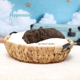 Boy 4 - male Australian Labradoodle puppy in Hurricane, Utah from Red Desert Doodles