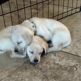 Labrador Retriever Puppies from Luvable AZ Labs