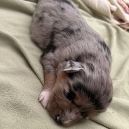 Sapphire - Blue merle female Australian Shepherd puppy in East Hartford, Connecticut from CT Aussies