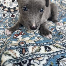 Sincity Chicki - Blue brindle female Whippet puppy in Harlingen, Texas from Sincity Dogs Hobby Kennel