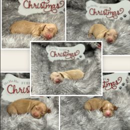 Dachshund Puppies from McJazzin Doxies