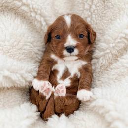 Link - Red male Cavapoo puppy in Salt Lake City, Utah from SunnySide Mini Doodles