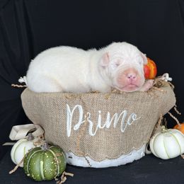 Red - Dogo Argentino puppy from Primo Kennels