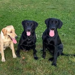 Labrador Retrievers from Magnum Star Retrivers